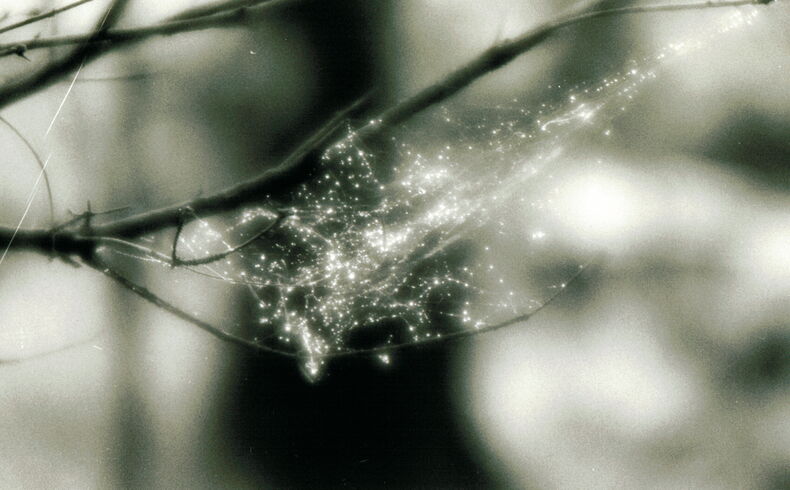 Jörn Michael, Nebelweben II, 2011. Schwarzweiß-Fotografie mit quer von links ins Bild ragenden Ästen und Spinnweben, an denen Wassertropfen funkeln